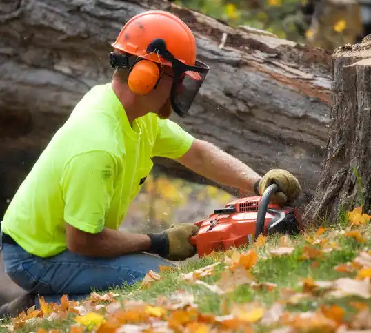 tree services Santa Rosa